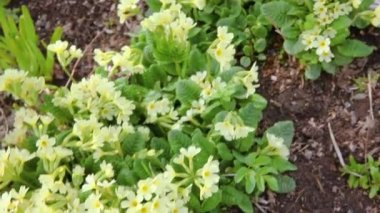 Paskalya konsepti. Bahar zamanı çiçek tarhında sarı çiçekli Primula. İlham verici doğal çiçek baharı ya da çiçek açan yaz bahçesi ya da park. Merhaba bahar..