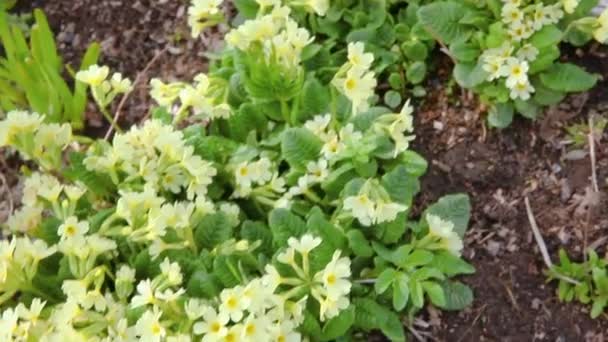 Easter concept. Primrose Primula with yellow flowers in flowerbed in spring time. Inspirational natural floral spring or summer blooming garden or park. Hello spring. — Stock Video
