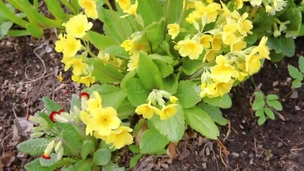 Η ιδέα του Πάσχα. Primrose Primula με κίτρινα λουλούδια στο παρτέρι την άνοιξη. Εμπνευσμένο φυσικό floral άνοιξη ή καλοκαίρι ανθίζοντας κήπο ή πάρκο. Γεια σου άνοιξη. — Αρχείο Βίντεο