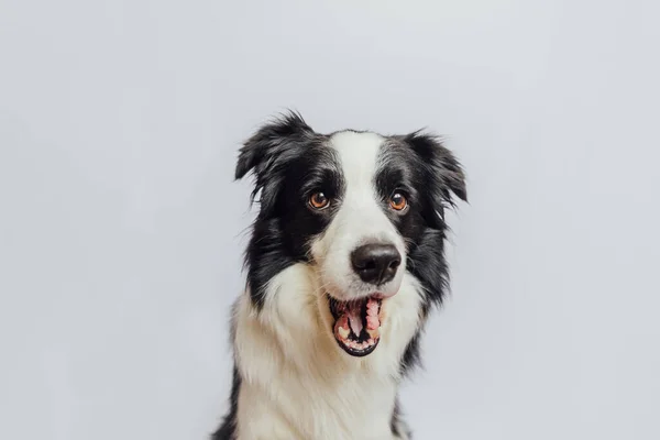 白い背景に孤立した口と大きな目で驚くほど面白い顔をした子犬の犬の国境の衝突。すごい効果驚きの表現。かわいいペット犬吠える. — ストック写真