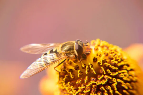 蜜蜂覆盖着黄色花粉，喝花蜜，授粉。有灵感的自然花春天或夏天开花的花园背景.昆虫的生活，极端宏观闭合选择焦点 — 图库照片