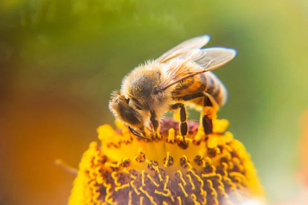 Honey bee covered with yellow pollen drink nectar, pollinating flower. Inspirational natural floral spring or summer blooming garden background. Life of insects, Extreme macro close up selective focus — 图库照片