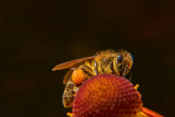 Μέλισσα καλυμμένη με κίτρινο νέκταρ ποτό γύρης, επικονίασης λουλούδι. Εμπνευσμένο φυσικό floral άνοιξη ή καλοκαίρι ανθίζοντας φόντο στον κήπο. Η ζωή των εντόμων, Extreme macro κλείσει επιλεκτική εστίαση — Φωτογραφία Αρχείου