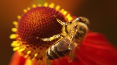 Sarı polenle kaplanmış bal arısı nektar içer, tozlaşan çiçek. İlham verici doğal çiçek baharı ya da çiçek açan bahçe arka planı. Böceklerin yaşamı, Ekstrem makro Seçici odaklanmayı kapat