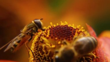 Sarı polenle kaplanmış bal arısı nektar içer, tozlaşan çiçek. İlham verici doğal çiçek baharı ya da çiçek açan bahçe arka planı. Böceklerin yaşamı, Ekstrem makro Seçici odaklanmayı kapat