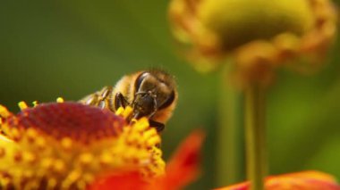 Sarı polenle kaplanmış bal arısı nektar içer, tozlaşan çiçek. İlham verici doğal çiçek baharı ya da çiçek açan bahçe arka planı. Böceklerin yaşamı, Ekstrem makro Seçici odaklanmayı kapat