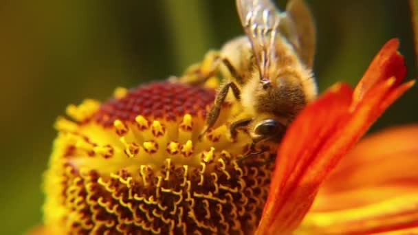 ミツバチは黄色い花粉で蜜を飲み、花を受粉させます。インスピレーションを受けた天然の花春や夏の開花庭の背景。昆虫の生活、極端なマクロを閉じる選択的な焦点 — ストック動画