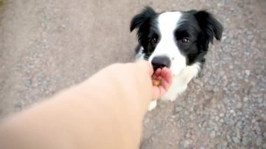Tanınmayan kişi, akıllı, aç köpek yavrusunu iyi halden ödüllendirmek için elleriyle besliyor. Evcil köpek çoban köpeği eğitimi. Dışarıdaki sevimli, oynak köpeği olan sahibi..