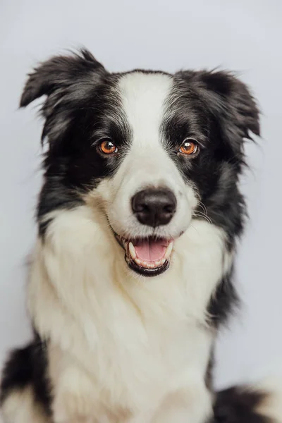 Cute puppy dog border collie with funny face isolated on white background. Cute pet dog. Pet animal life concept. — Stock Photo, Image