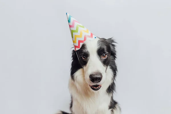 誕生日パーティーのコンセプト。白い背景に隔離された誕生日の愚かな帽子を身に着けている面白いかわいい子犬犬の国境のコリー。誕生日のペット犬. — ストック写真