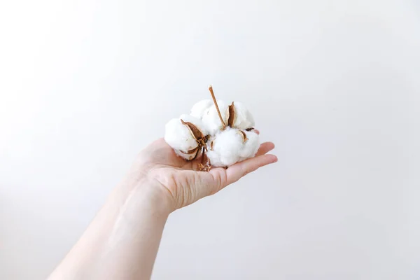 Mulher mão segurando flor de algodão branco seco isolado no fundo branco. Tecido pano maciez natural orgânico conceito de alergia agrícola. — Fotografia de Stock