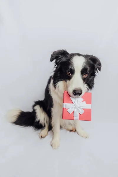 Щеняча собака на кордоні колі тримає червону подарункову коробку в роті ізольовано на білому тлі. Різдво Новий рік День народження Святкування Валентина представляє концепцію. Собака у святковий день дарує подарунок. Вибачте . — стокове фото