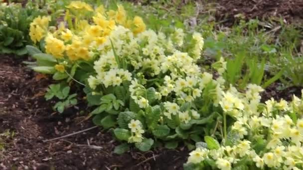 Пасхальная концепция. Primrose Primula с желтыми цветками в клумбе весной. Вдохновляющий природный цветочный источник или летний цветущий сад или парк. Весна ада. — стоковое видео
