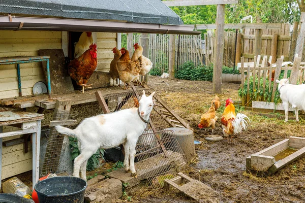 Get- och frigående kyckling på ekologisk djurgård betar fritt på gården på ranch bakgrund. Hönshöns tamget betar på betesmark. Modern djurbesättning, ekologiskt jordbruk. Djurens rättigheter. — Stockfoto