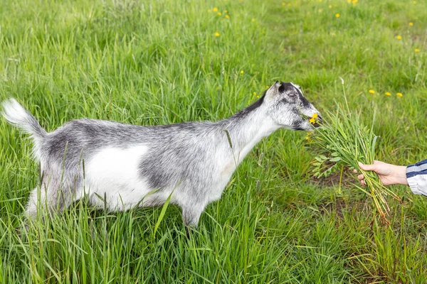 Netter Freilandziegenbock auf Bio-Öko-Bauernhof, frei grasend im Wiesenhintergrund. Hausziegen weiden kauend auf der Weide. Moderne Tierhaltung, ökologische Landwirtschaft. Tierrechte. — Stockfoto