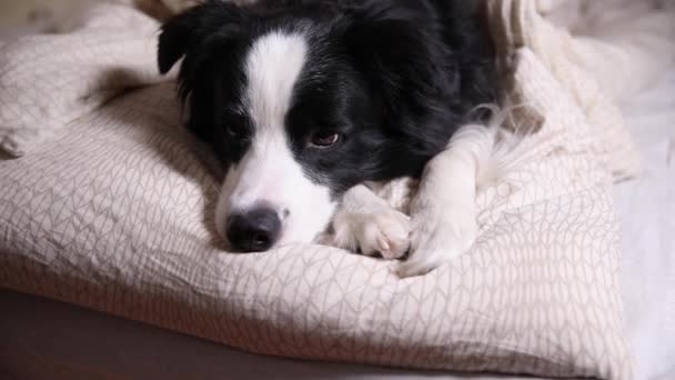 Funny lindo cachorro borde collie perro acostado en la manta de almohada en la cama. No me molestes, déjame dormir. Mascota perro acostado siesta durmiendo en casa en interiores. Animales divertidos animales concepto de vida. — Vídeos de Stock