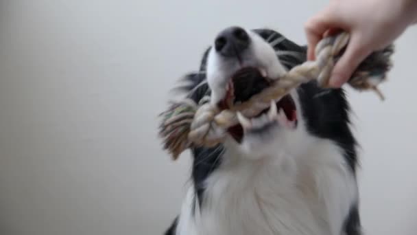 Pet activity. Funny puppy dog border collie holding colourful rope toy in mouth on white background. Owner hand playing with purebred pet dog at home. Love for pets friendship support team concept. — Stock Video