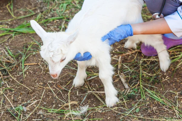 Ung veterinär kvinna med stetoskop innehav och undersöka get unge på ranch bakgrund. Ung geting i veterinären händer för kontroll i naturliga eko gård. Modern animalieproduktion, ekologiskt jordbruk. — Stockfoto