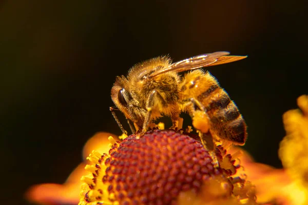 Abeille à miel couverte de pollen jaune boire du nectar, fleur pollinisante. Inspirant printemps floral naturel ou fond de jardin fleuri d'été. Vie des insectes, Extrême macro gros plan foyer sélectif — Photo