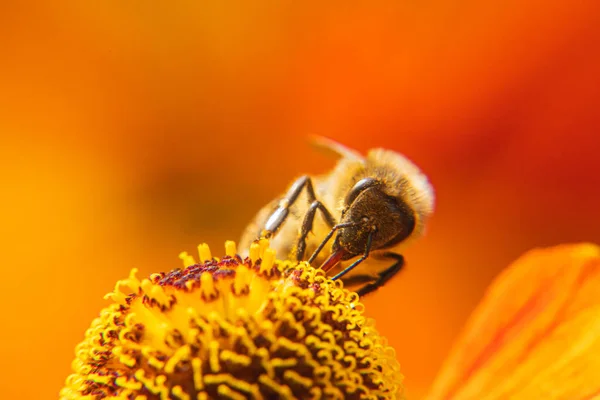 Pszczoła miodna pokryta żółtym pyłkiem pije nektar, zapylający kwiat. Inspirujące naturalne kwiaty wiosna lub lato kwitnące tło ogrodu. Życie owadów, Ekstremalne makro zbliżenie selektywne skupienie — Zdjęcie stockowe