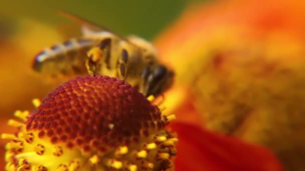 ミツバチは黄色い花粉で蜜を飲み、花を受粉させます。インスピレーションを受けた天然の花春や夏の開花庭の背景。昆虫の生活、極端なマクロを閉じる選択的な焦点 — ストック動画