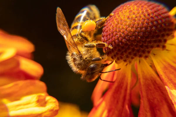 蜜蜂覆盖着黄色花粉，喝花蜜，授粉。有灵感的自然花春天或夏天开花的花园背景.昆虫的生活，极端宏观闭合选择焦点 — 图库照片