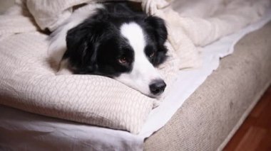 Yatakta yastık battaniyesine uzanmış komik köpek yavrusu. Beni rahatsız etme, uyumama izin ver. Evcil köpek evde uyukluyor. Komik hayvan hayvan yaşam konsepti.