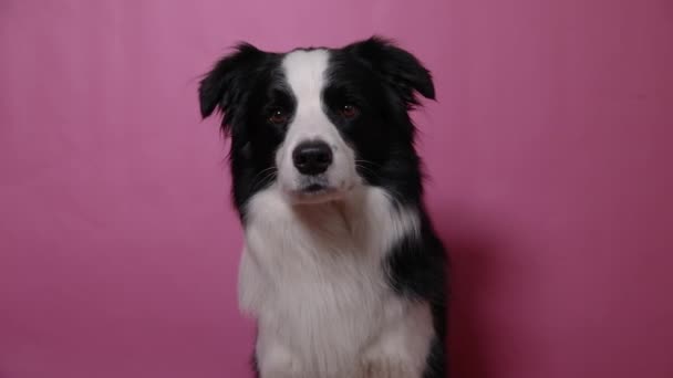 Pembe arka planda izole edilmiş şirin köpek yavrusu sınır köpeğinin komik portresi. Sevimli evcil köpek. Hayvan yaşam konsepti. — Stok video