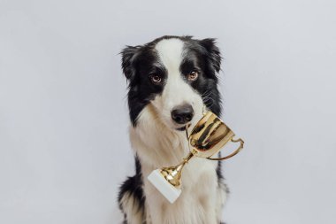 Beyaz arka planda izole edilmiş altın kupa tutan şirin köpek sınır köpeği çoban köpeği. Şampiyon komik köpek. Yarışmanın birinciliği. Kazanma ya da başarı kavramı.