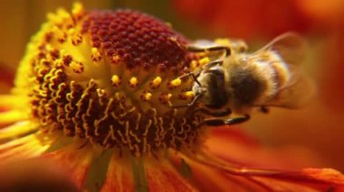 Sarı polenle kaplanmış bal arısı nektar içer, tozlaşan çiçek. İlham verici doğal çiçek baharı ya da çiçek açan bahçe arka planı. Böceklerin yaşamı, Ekstrem makro Seçici odaklanmayı kapat