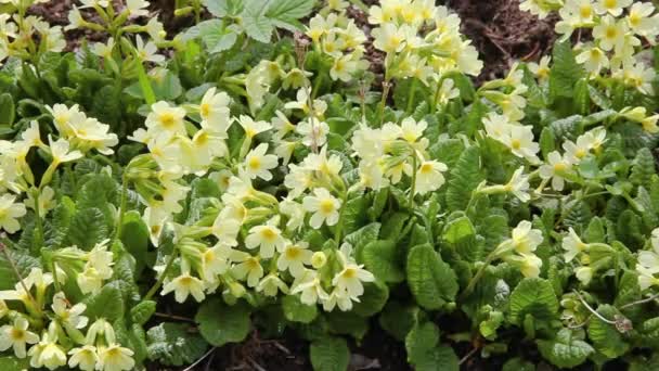 Easter concept. Primrose Primula with yellow flowers in flowerbed in spring time. Inspirational natural floral spring or summer blooming garden or park. Hello spring. — Stock Video
