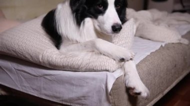 Yatakta yastık battaniyesine uzanmış komik köpek yavrusu. Beni rahatsız etme, uyumama izin ver. Evcil köpek evde uyukluyor. Komik hayvan hayvan yaşam konsepti.