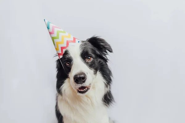誕生日パーティーのコンセプト。白い背景に隔離された誕生日の愚かな帽子を身に着けている面白いかわいい子犬犬の国境のコリー。誕生日のペット犬. — ストック写真