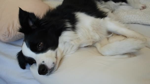 Funny lindo cachorro borde collie perro acostado en la manta de almohada en la cama. No me molestes, déjame dormir. Mascota perro acostado siesta durmiendo en casa en interiores. Animales divertidos animales concepto de vida. — Vídeos de Stock