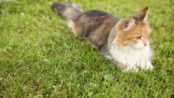Arrogant kort hår inhemska rolig tabby katt smyger genom färska gröna gräs äng bakgrund. Kattungen går utomhus i trädgården på sommardagen. Djurskötsel och djurskydd. — Stockvideo