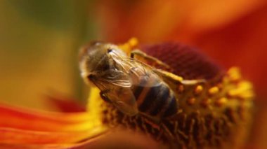 Sarı polenle kaplanmış bal arısı nektar içer, tozlaşan çiçek. İlham verici doğal çiçek baharı ya da çiçek açan bahçe arka planı. Böceklerin hayatı. Ekstrem makro Seçici odaklanmayı kapat
