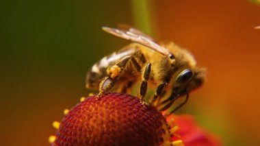 Sarı polenle kaplanmış bal arısı nektar içer, tozlaşan çiçek. İlham verici doğal çiçek baharı ya da çiçek açan bahçe arka planı. Böceklerin hayatı. Ekstrem makro Seçici odaklanmayı kapat