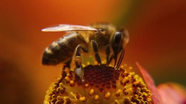 Sarı polenle kaplanmış bal arısı nektar içer, tozlaşan çiçek. İlham verici doğal çiçek baharı ya da çiçek açan bahçe arka planı. Böceklerin hayatı. Ekstrem makro Seçici odaklanmayı kapat