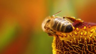 Sarı polenle kaplanmış bal arısı nektar içer, tozlaşan çiçek. İlham verici doğal çiçek baharı ya da çiçek açan bahçe arka planı. Böceklerin hayatı. Ekstrem makro Seçici odaklanmayı kapat