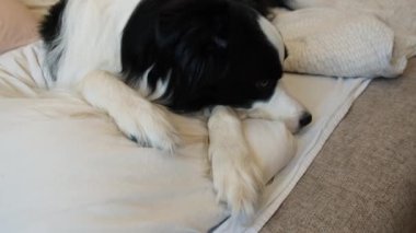 Yatakta yastık battaniyesine uzanmış komik köpek yavrusu. Beni rahatsız etme, uyumama izin ver. Evcil köpek evde uyukluyor. Komik hayvan hayvan yaşam konsepti