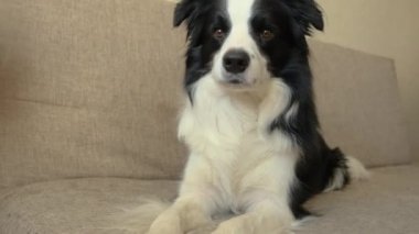 Köpek yavrusu Collie 'nin evde kanepede yatarken komik portresi. Evdeki kanepede dinlenen sevimli bir köpek. Hayvan yaşam konsepti