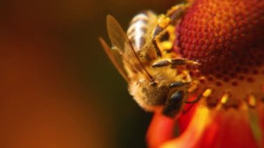 Sarı polenle kaplanmış bal arısı nektar içer, tozlaşan çiçek. İlham verici doğal çiçek baharı ya da çiçek açan bahçe arka planı. Böceklerin hayatı. Ekstrem makro Seçici odaklanmayı kapat