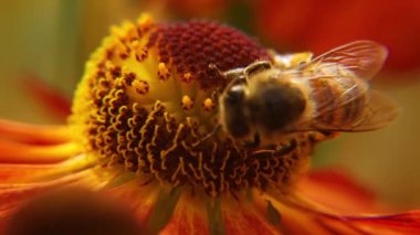 Sarı polenle kaplanmış bal arısı nektar içer, tozlaşan çiçek. İlham verici doğal çiçek baharı ya da çiçek açan bahçe arka planı. Böceklerin hayatı. Ekstrem makro Seçici odaklanmayı kapat