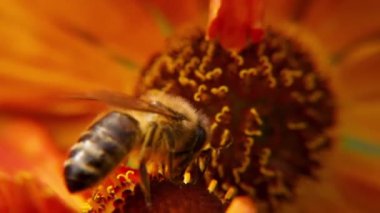 Sarı polenle kaplanmış bal arısı nektar içer, tozlaşan çiçek. İlham verici doğal çiçek baharı ya da çiçek açan bahçe arka planı. Böceklerin hayatı. Ekstrem makro Seçici odaklanmayı kapat