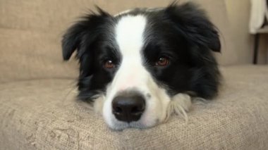 Köpek yavrusu Collie 'nin evde kanepede yatarken komik portresi. Evdeki kanepede dinlenen sevimli bir köpek. Hayvan yaşam konsepti