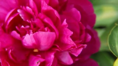 Yaz ve bahçe işleri konsepti. Yaz bahçesinde açan güzel kırmızı şakayık çiçeği. Bahçede çiçekler kapanıyor, yaz mevsiminde çiçek açıyor. İlham verici çiçek açan bahçe.