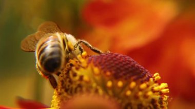 Sarı polenle kaplanmış bal arısı nektar içer, tozlaşan çiçek. İlham verici doğal çiçek baharı ya da çiçek açan bahçe arka planı. Böceklerin hayatı. Ekstrem makro Seçici odaklanmayı kapat