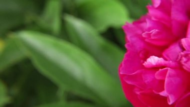 Yaz ve bahçe işleri konsepti. Yaz bahçesinde açan güzel kırmızı şakayık çiçeği. Bahçede çiçekler kapanıyor, yaz mevsiminde çiçek açıyor. İlham verici çiçek açan bahçe.