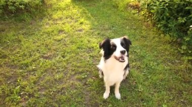 Açık havada gülümseyen köpek yavrusu sınır köpeği Collie 'nin çimlerin üzerinde zıplayarak oynadığı portresi. Açık havada güneşli bir yaz gününde komik suratlı küçük bir köpek. Hayvan bakımı ve komik hayvan yaşam konsepti