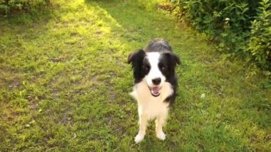 Açık havada gülümseyen köpek yavrusu sınır köpeği Collie 'nin çimlerin üzerinde zıplayarak oynadığı portresi. Açık havada güneşli bir yaz gününde komik suratlı küçük bir köpek. Hayvan bakımı ve komik hayvan yaşam konsepti